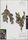 Foto von Salix hastata L.